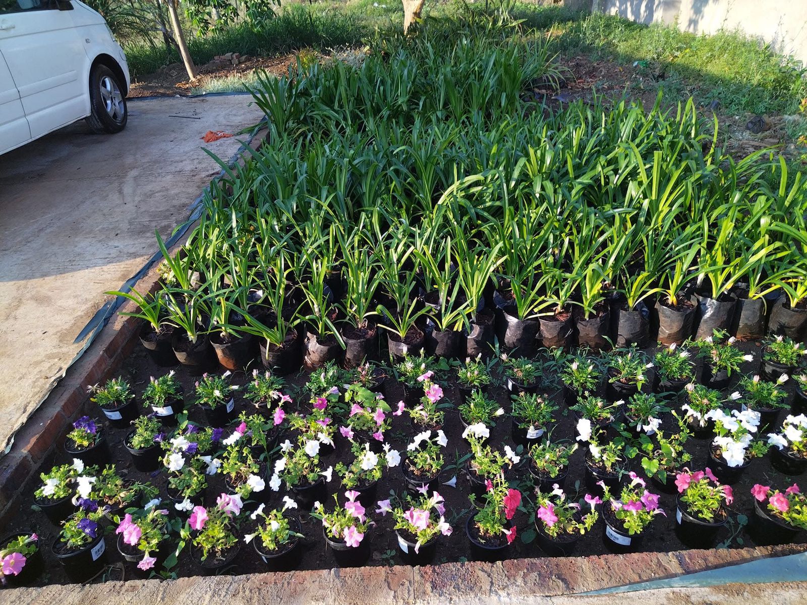 Garden renovation 6